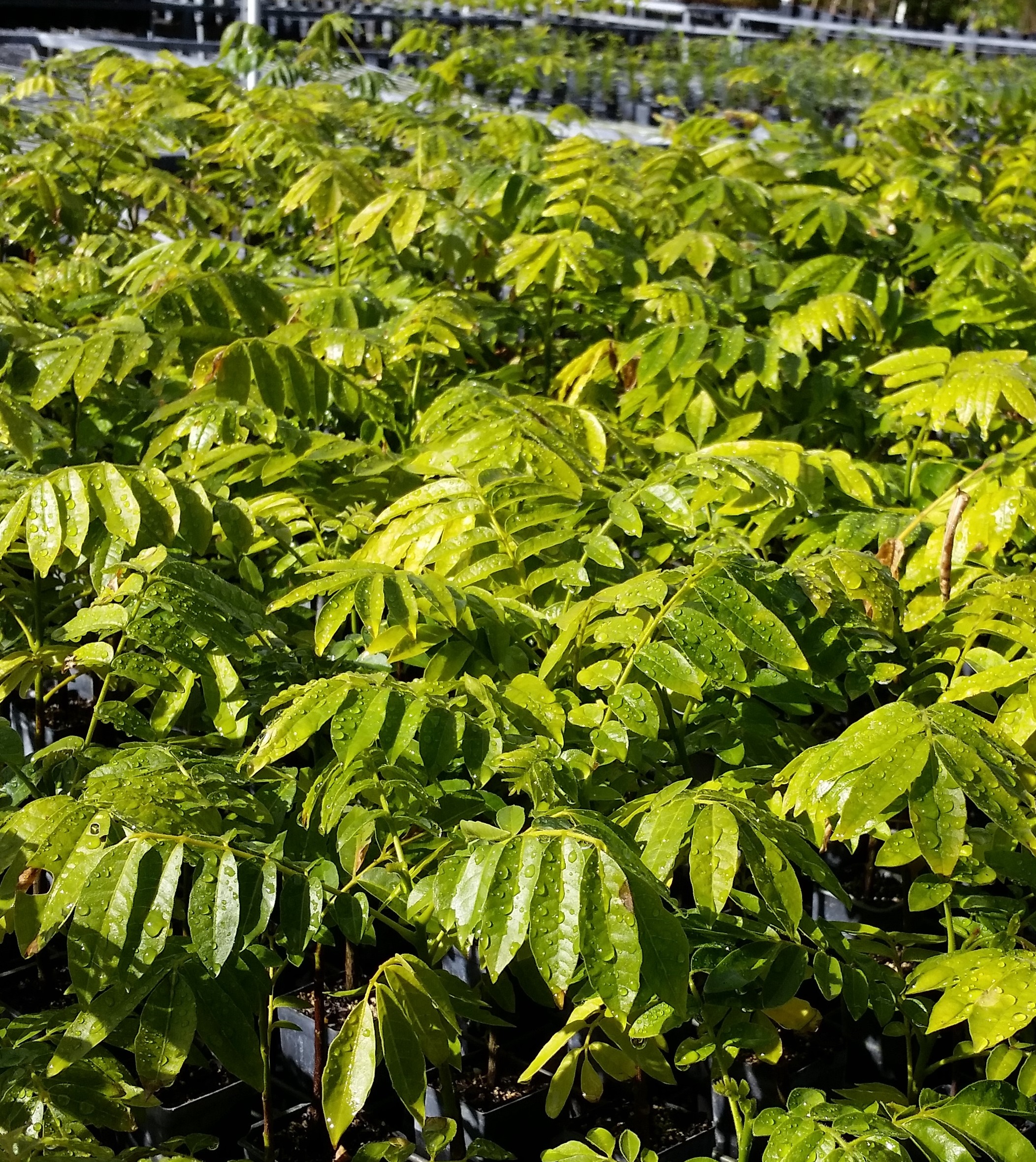 dysoxylum mollisimum Eastern Forest Nursery