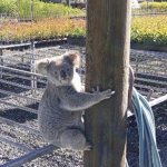 claude koala