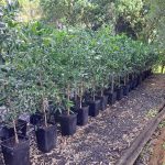 Agathis robusta- Kauri pine