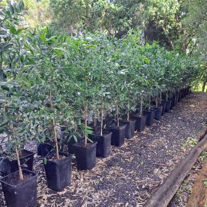 Agathis robusta - kauri pine