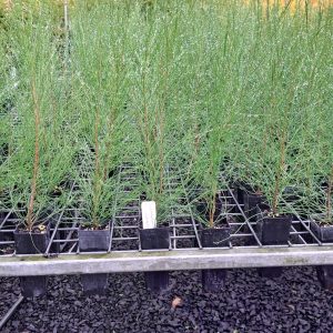 Casuarina cunninghamiana- river oak