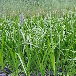 Lomandra hystrix - matt rush