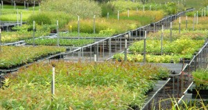 Eastern Forest Nursery Contract Growing of Australia Native Plants