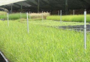 Eastern Forest Nursery Contract Growing of Australia Native Plants