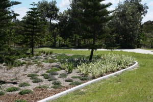 Contract Planting of  Australian Native  Plants by Eastern Forest Nursery