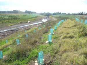 Contract Planting of  Australian Native  Plants by Eastern Forest Nursery